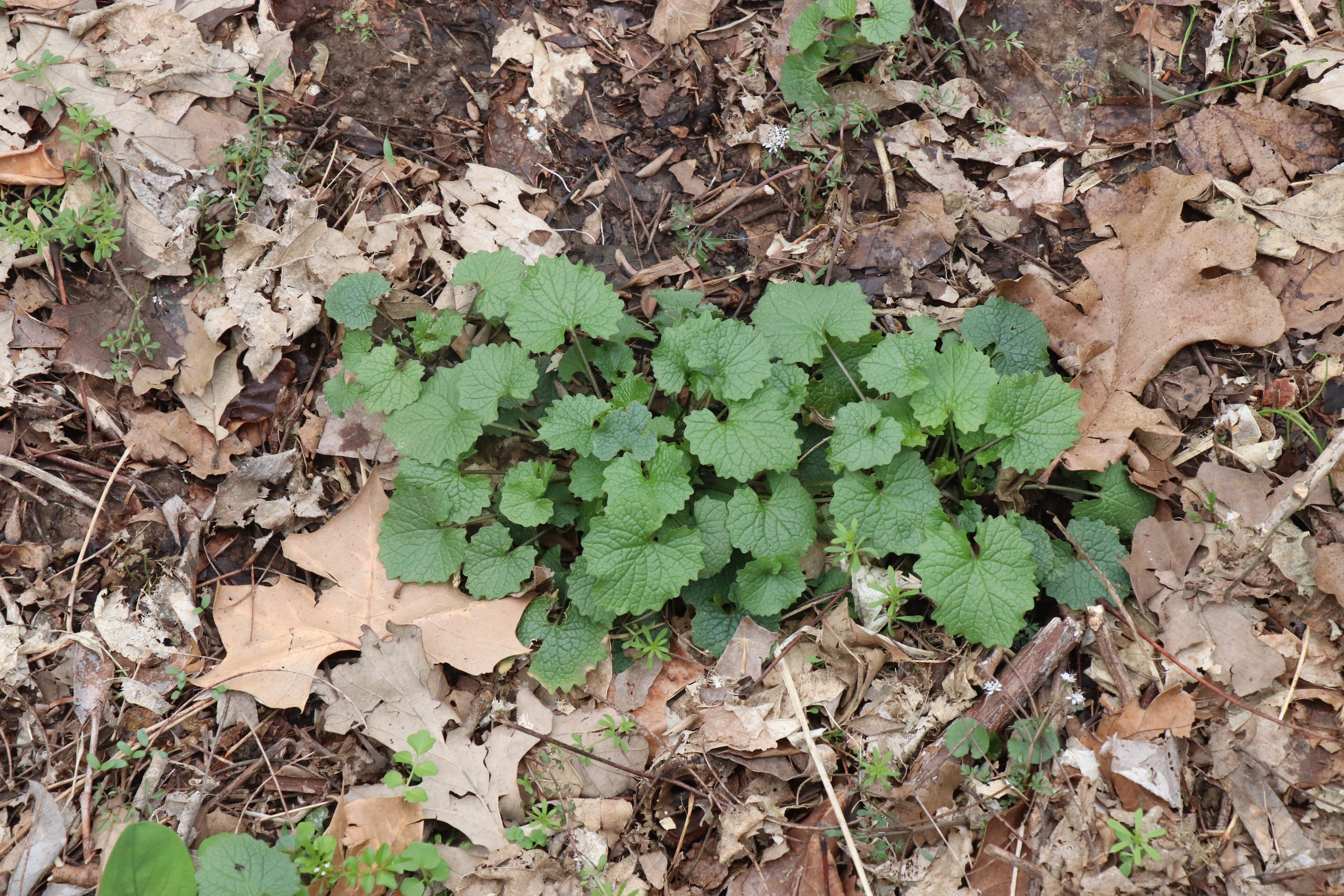 low growing multistalked basal rosette